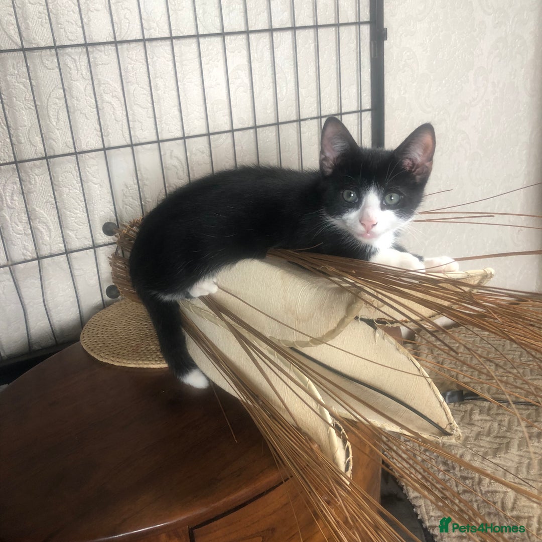Mixed Breed cats for sale: Rescued feral farm kittens  - Image 8
