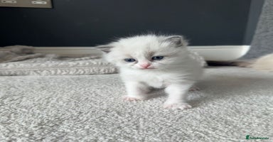 Ragdoll cats - Advert 8