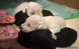 Miniature Schnauzer dogs for sale: Gorgeous KC Reg mini Schnauzers 1 black girl left  - Advert 8