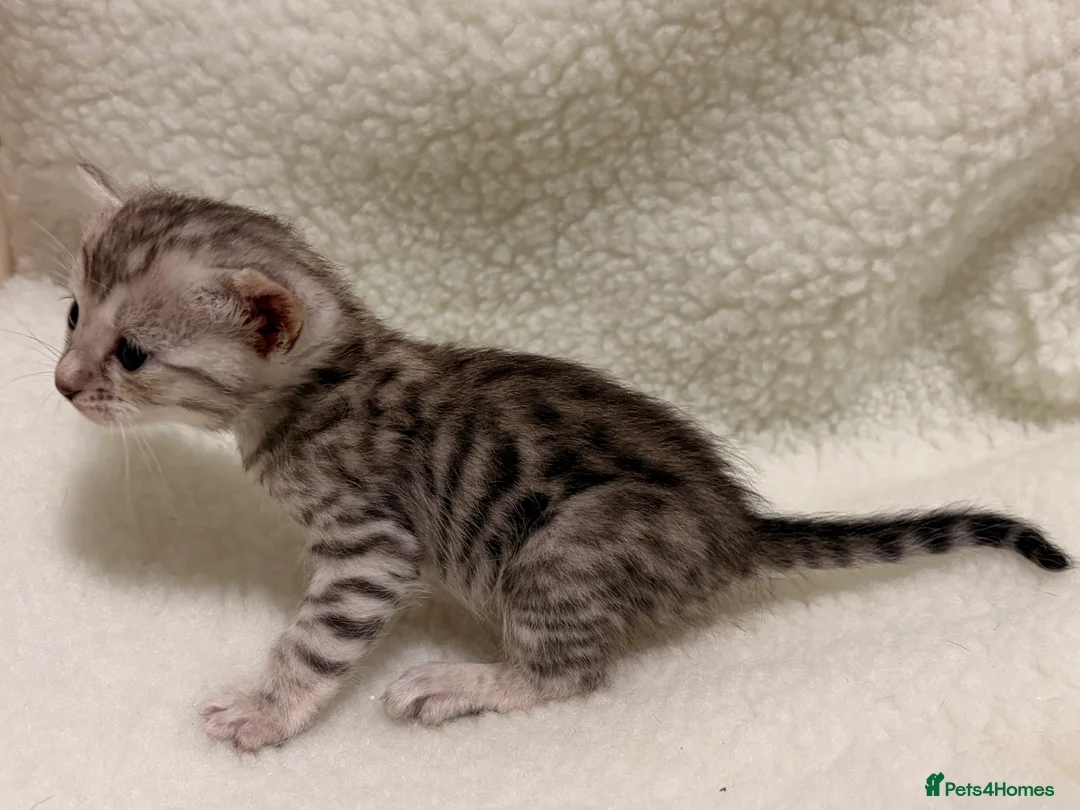 Bengal cats for sale: Bengal kittens - Advert 14