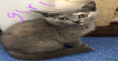 British Shorthair cats - Advert 12