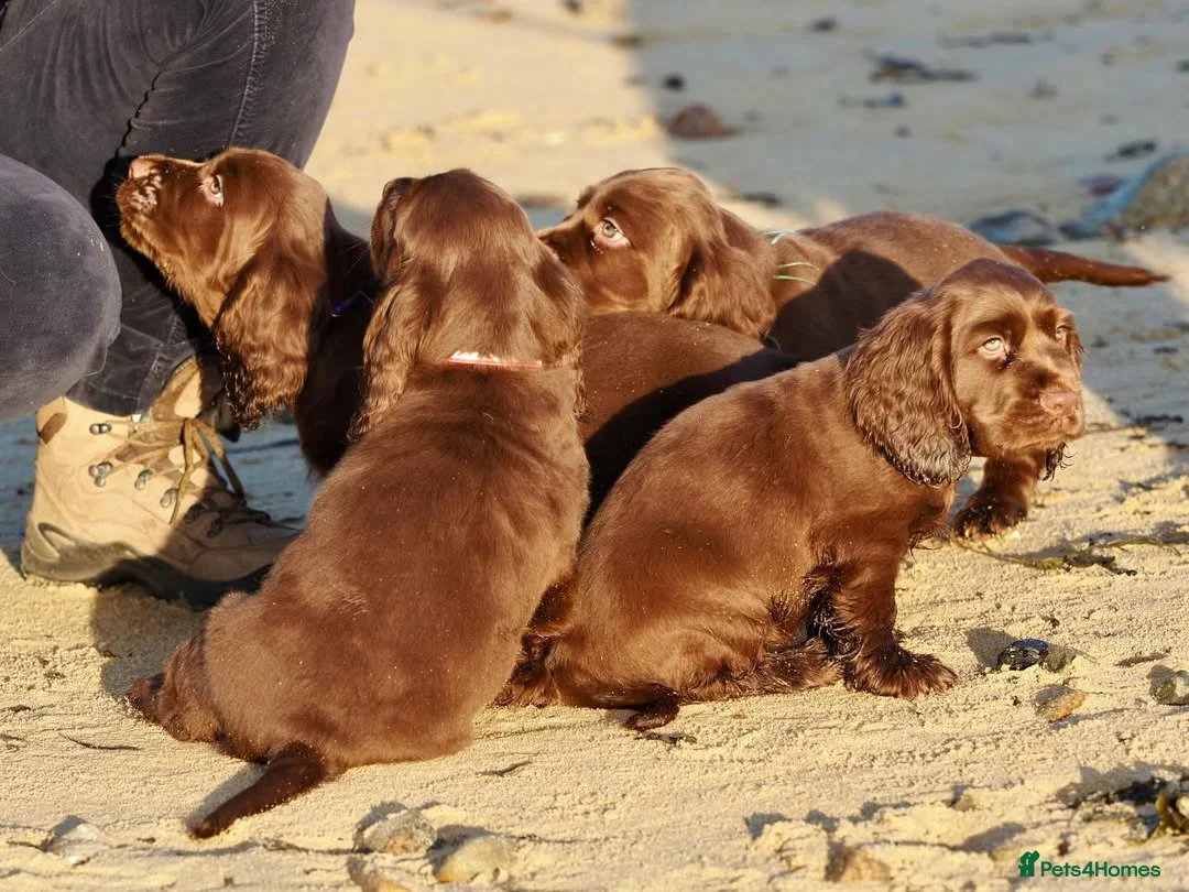 Sussex Spaniel dogs for sale: Sussex Spaniel Puppies Ready  in Pwllheli - Advert 1
