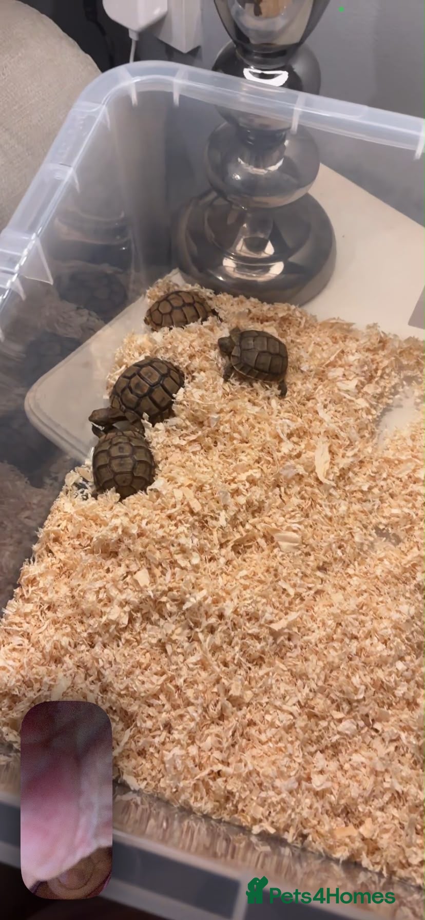 Tortoise reptiles Baby tortoises - Advert 3