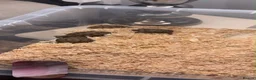 Tortoise reptiles for sale: Baby tortoises in Waltham Abbey - Advert 1