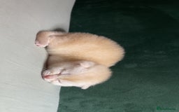 British Shorthair cats for sale: British Shorthair Kittens - Image 1