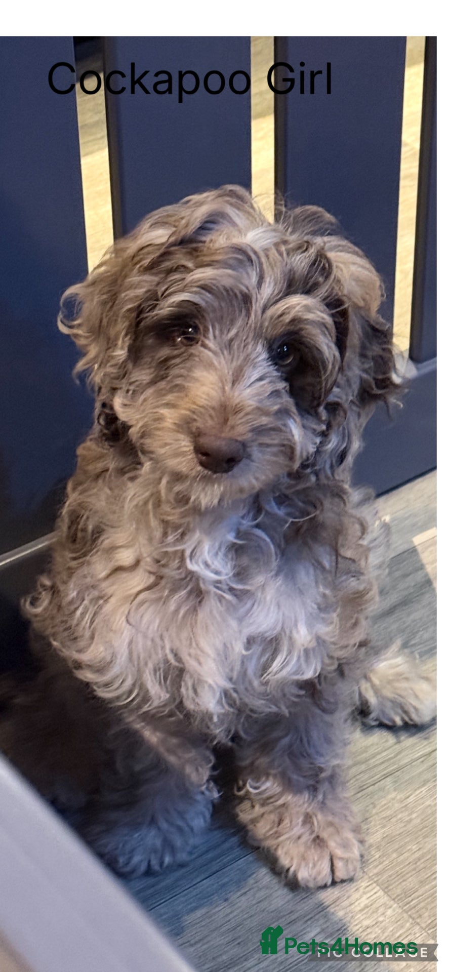 Cockapoo dogs Choc Merle F1 Cockapoo girl fully vaccinated  - Advert 3