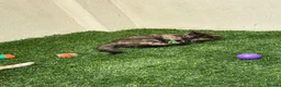Mixed Breed cats for sale: 2 beautiful kittens looking for their forever home - Advert 10