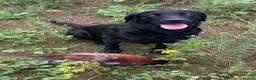 Labrador Retriever dogs for sale: Stunning Black Labrador Pups - Advert 1