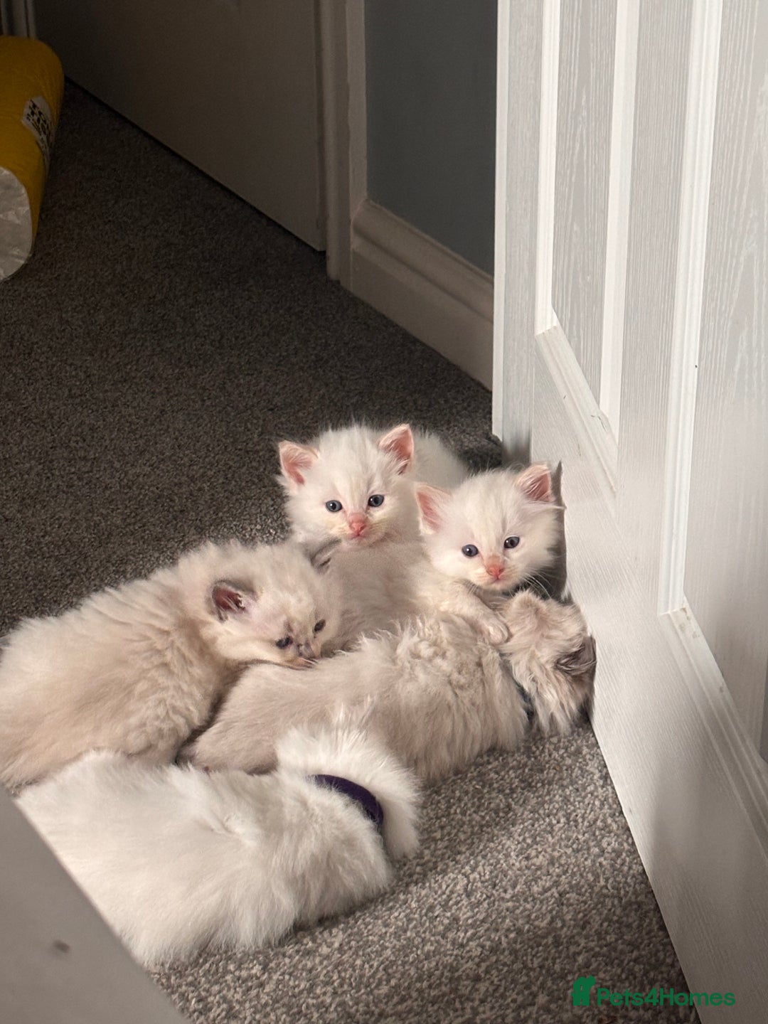 Ragdoll cats for sale: Ragdoll Kittens  - Image 14