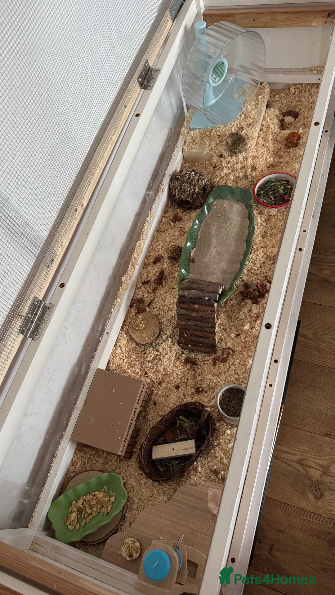 Hamster rodents for sale: Roborovski Hamster and Set up - Image 5