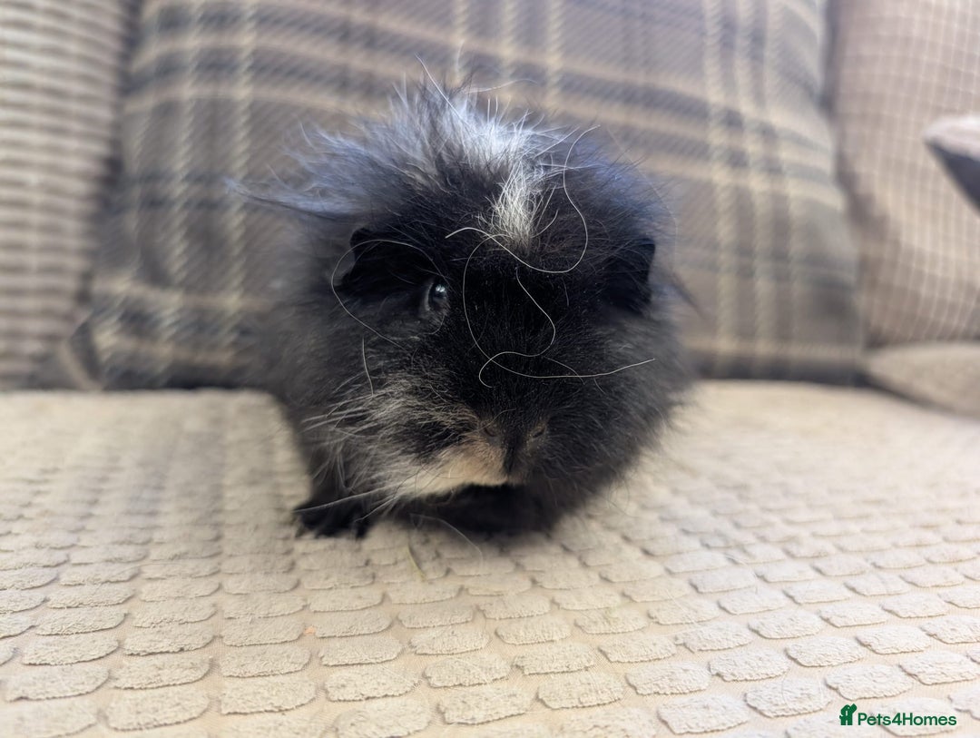 Guinea Pig rodents for sale: 4 female guinea pigs - Advert 4