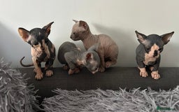 Sphynx cats for sale: Amazing colour Sphynx - Image 3