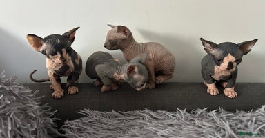 Sphynx cats - Advert 1