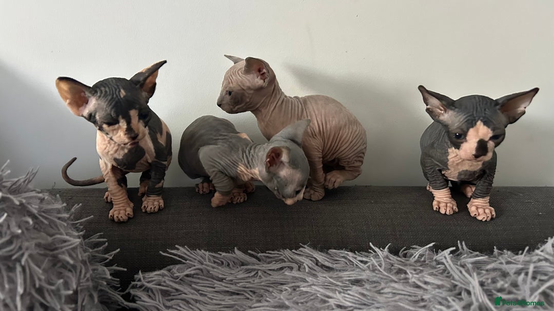 Sphynx cats for sale: Amazing colour Sphynx - Image 3