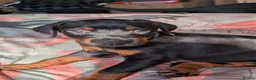 Dobermann dogs for sale: KC registered litter of 5 Dobermann puppies - Advert 3