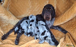 German Wirehaired Pointer dogs for sale: Quality German wirehaired pointer pups. - Image 26