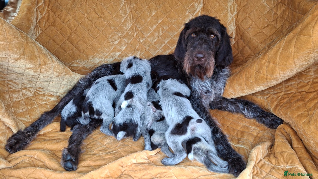 German Wirehaired Pointer dogs for sale: Quality German wirehaired pointer pups. - Image 26