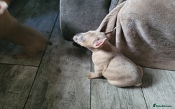 French Bulldog dogs for sale: Frenchy  - Image 5