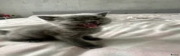 British Shorthair cats for sale: Baby boy  in Newark - Advert 5