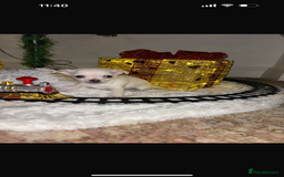 Chihuahua dogs for sale: One chihuahua boy left - Image 4