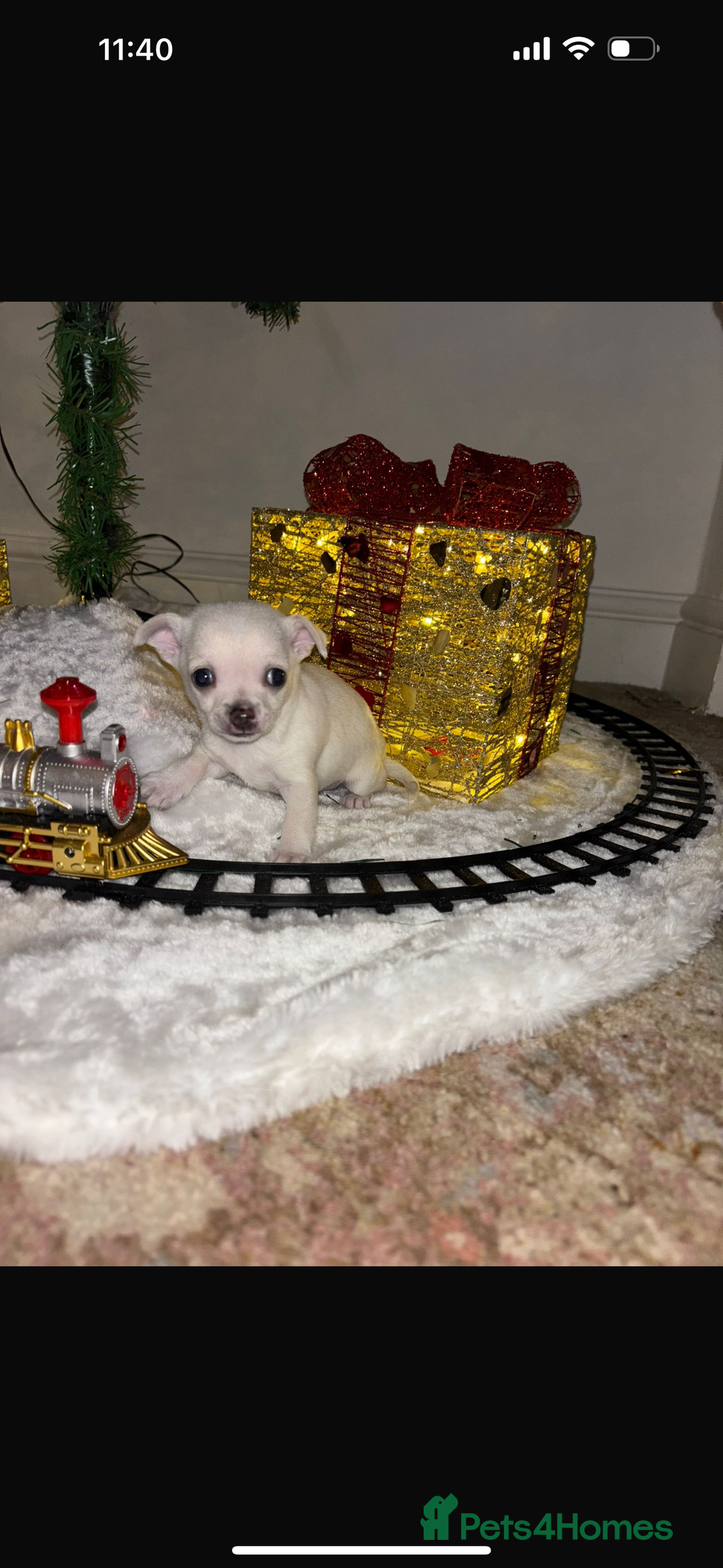 Chihuahua dogs for sale: One chihuahua boy left - Image 4