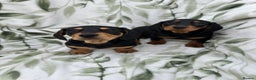 Dachshund dogs for sale: 2 Beautiful dachshunds left!!! - Advert 6