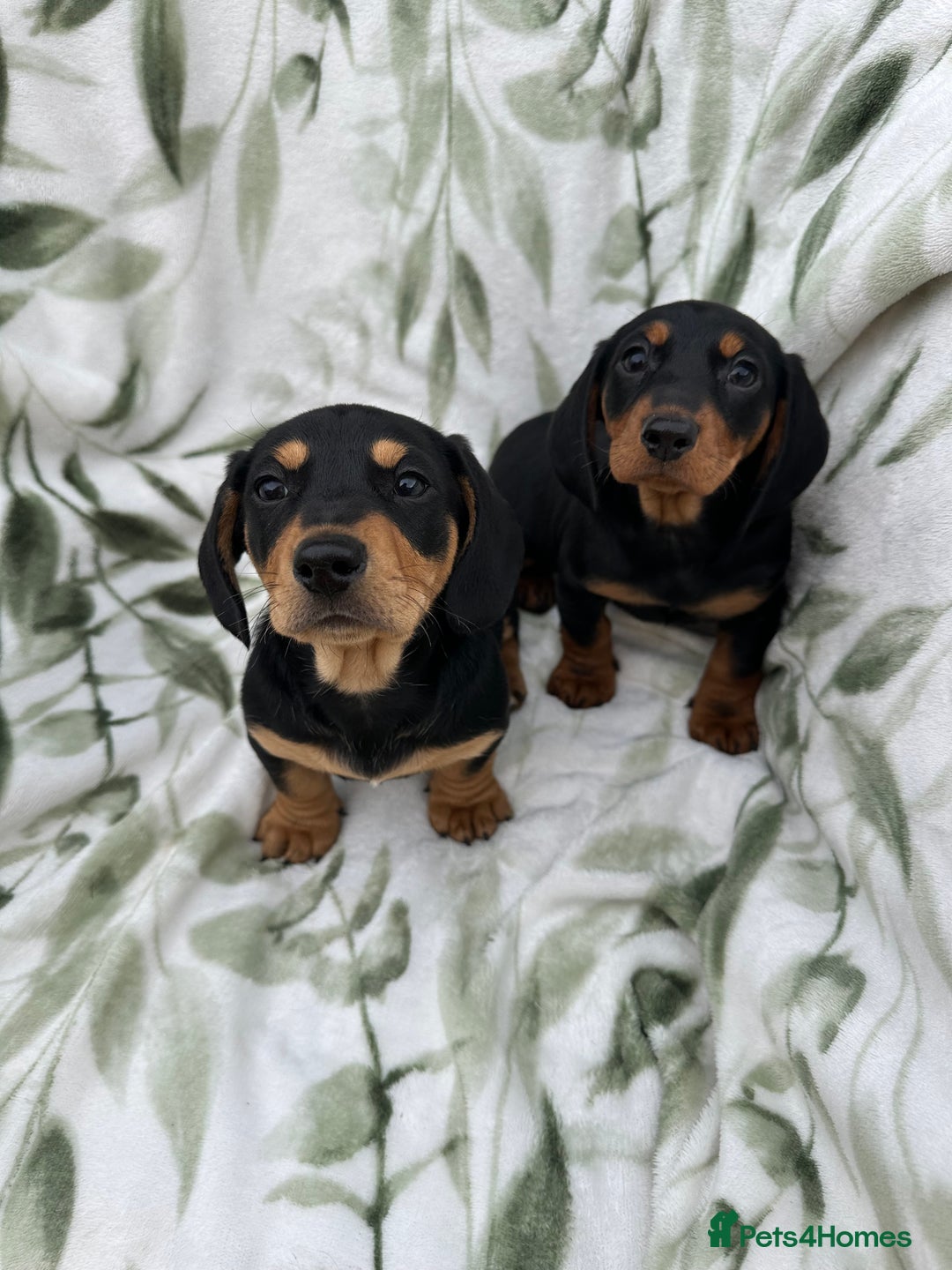Dachshund dogs for sale: 2 Beautiful dachshunds left!!! - Advert 6