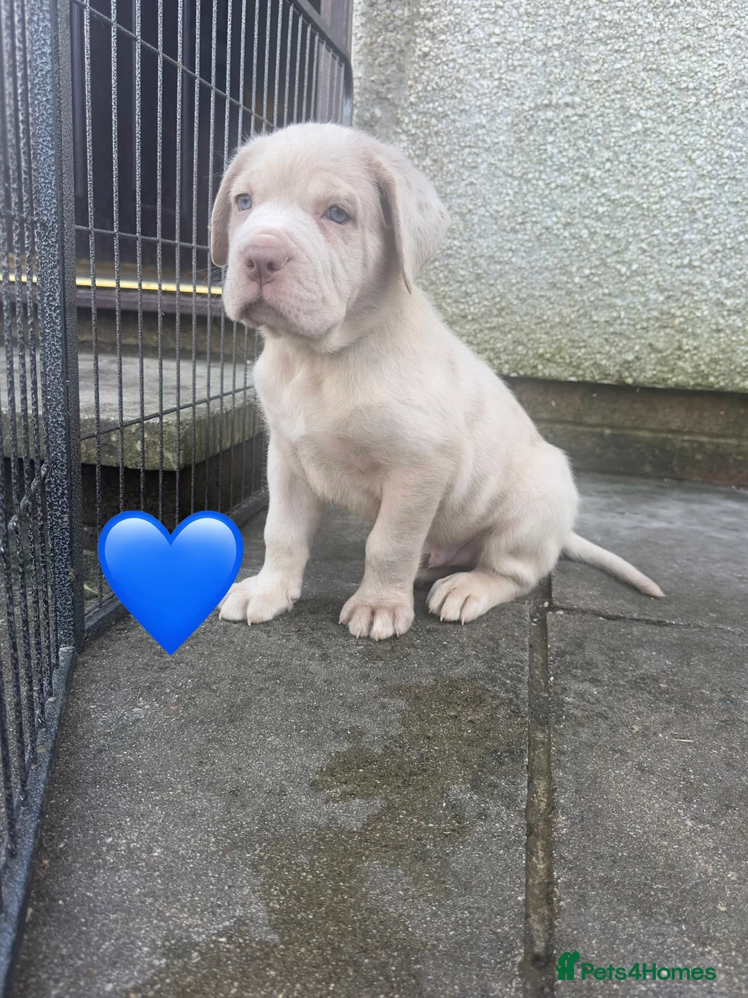 Mixed Breed dogs for sale: Presa X Neo puppies R2G! last available female  - Advert 8