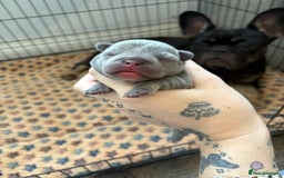 French Bulldog dogs for sale: 🌸 Frenchbulldog puppy 🌸 - Image 5