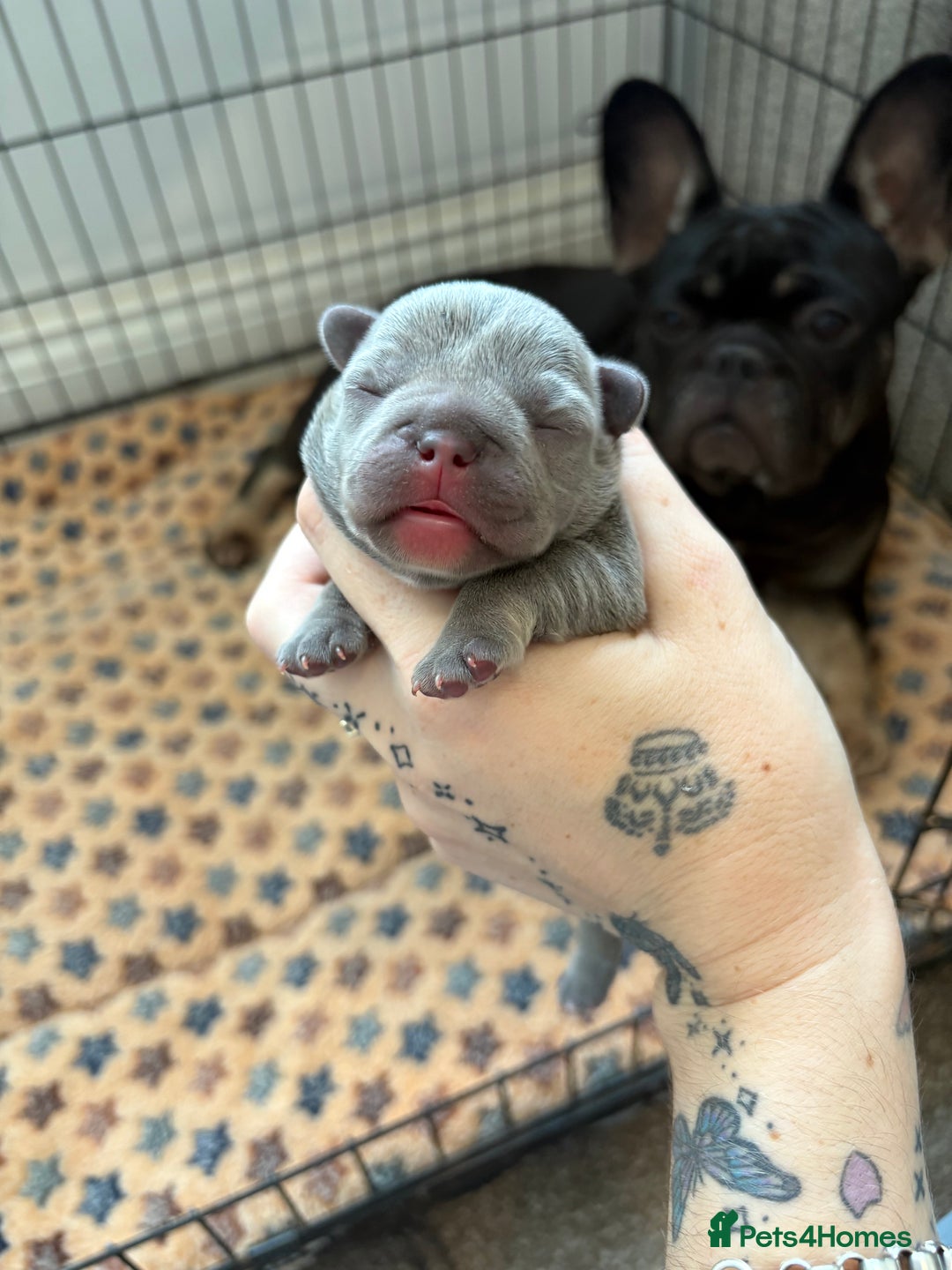 French Bulldog dogs for sale: 🌸 Frenchbulldog puppy 🌸 - Image 5