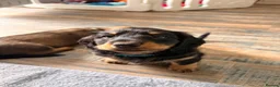 Dachshund dogs for sale: Male Standard longhair dachshund - Advert 12