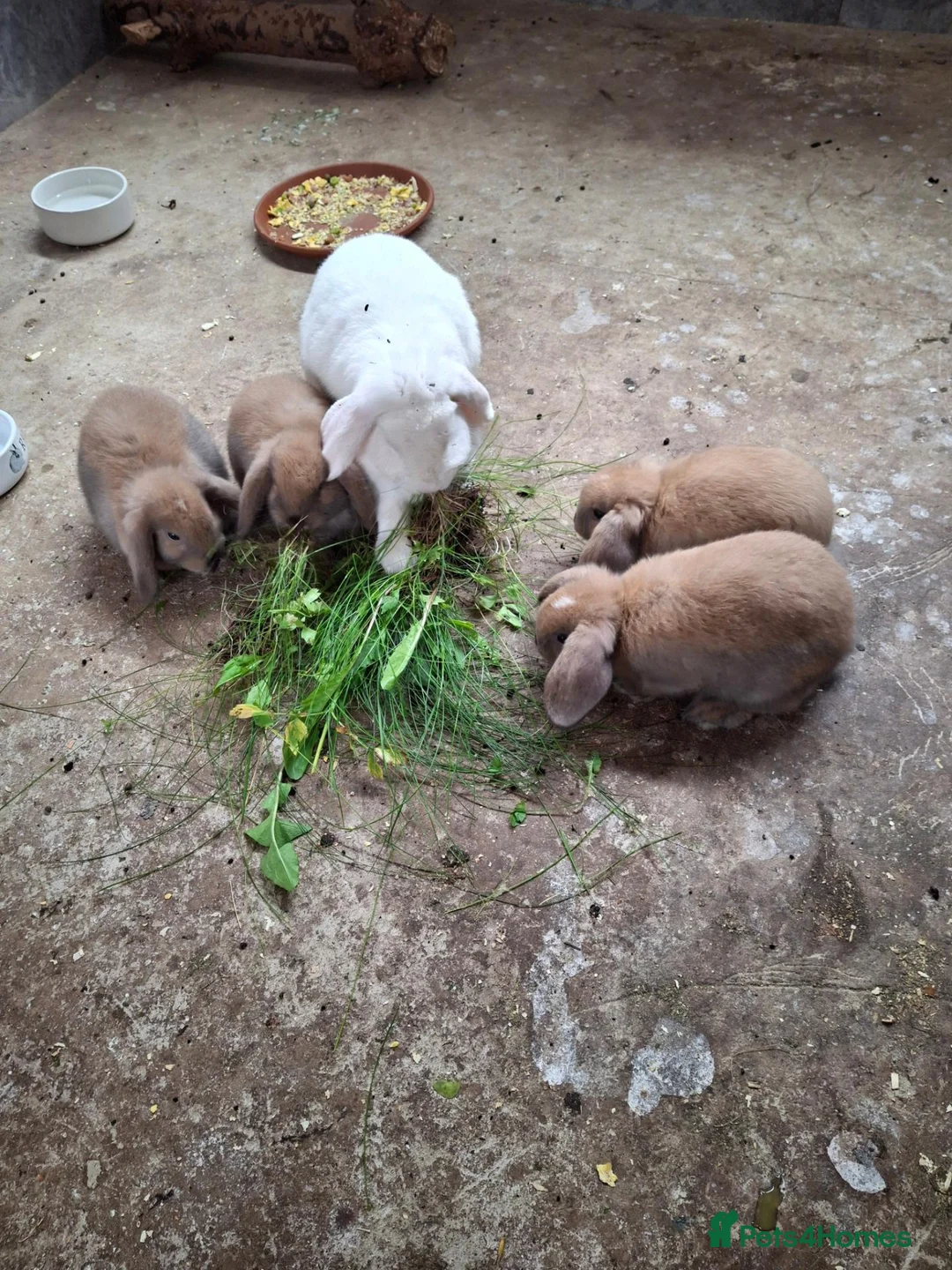 Mixed Breed rabbits for sale: Mixed  in Hull - Advert 3