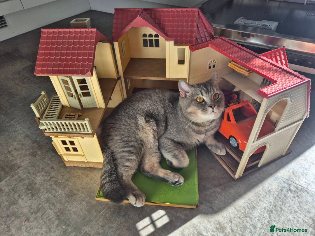 British Shorthair cats for sale: Beautiful British Shorthair  - Advert 2