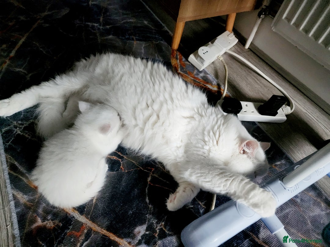 Siberian cats for sale: Siberian kittens are looking for a forever home🌹 - Image 14