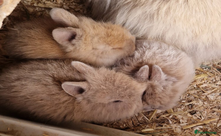 Lionhead rabbits - Advert 3