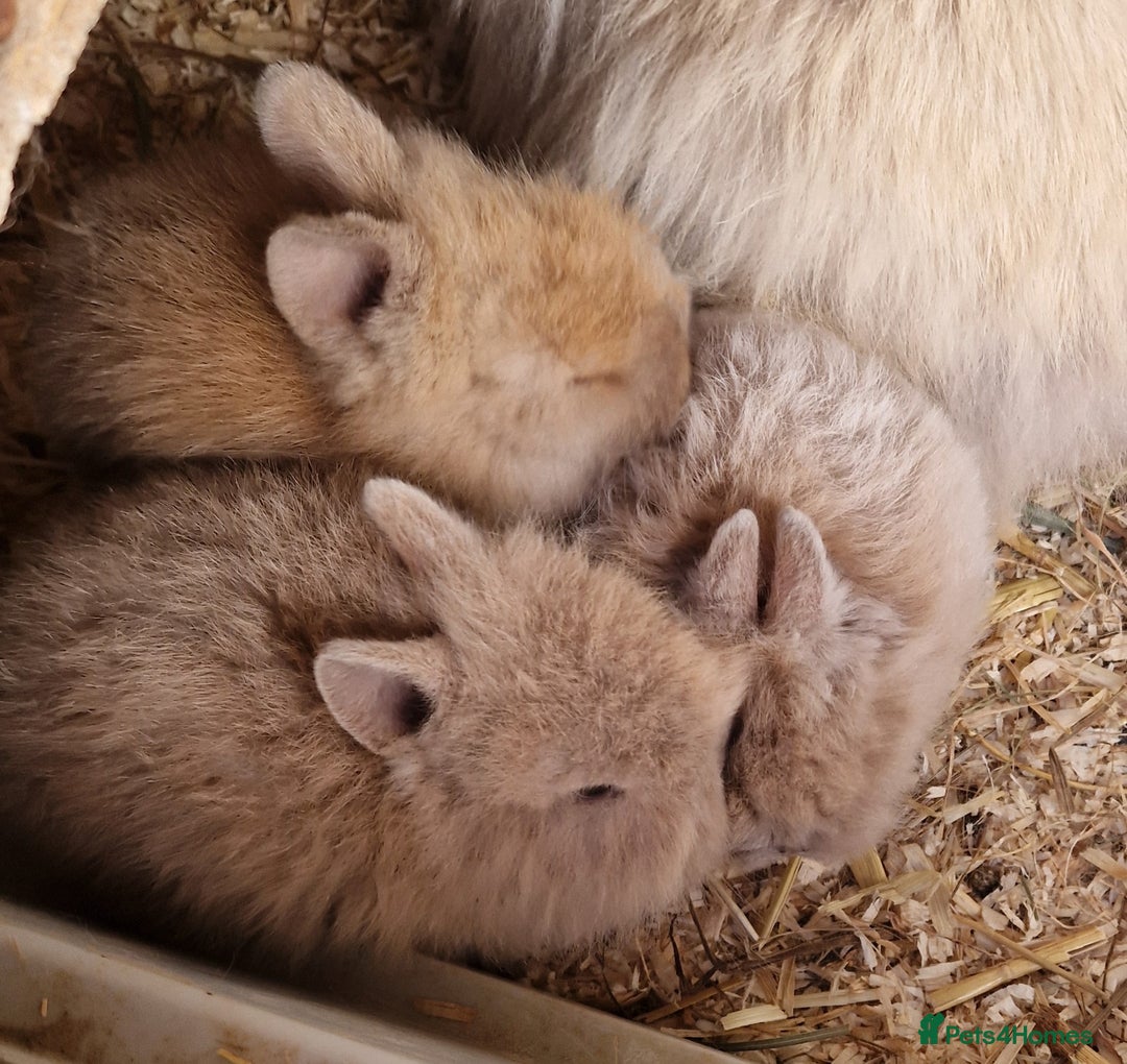 Lionhead rabbits for sale: Baby lionhead rabbits  - Image 1