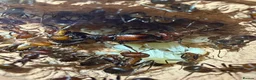 Tarantulas invertebrates for sale: Messor cephalotes (Giant African Harvester Ant) - Advert 2