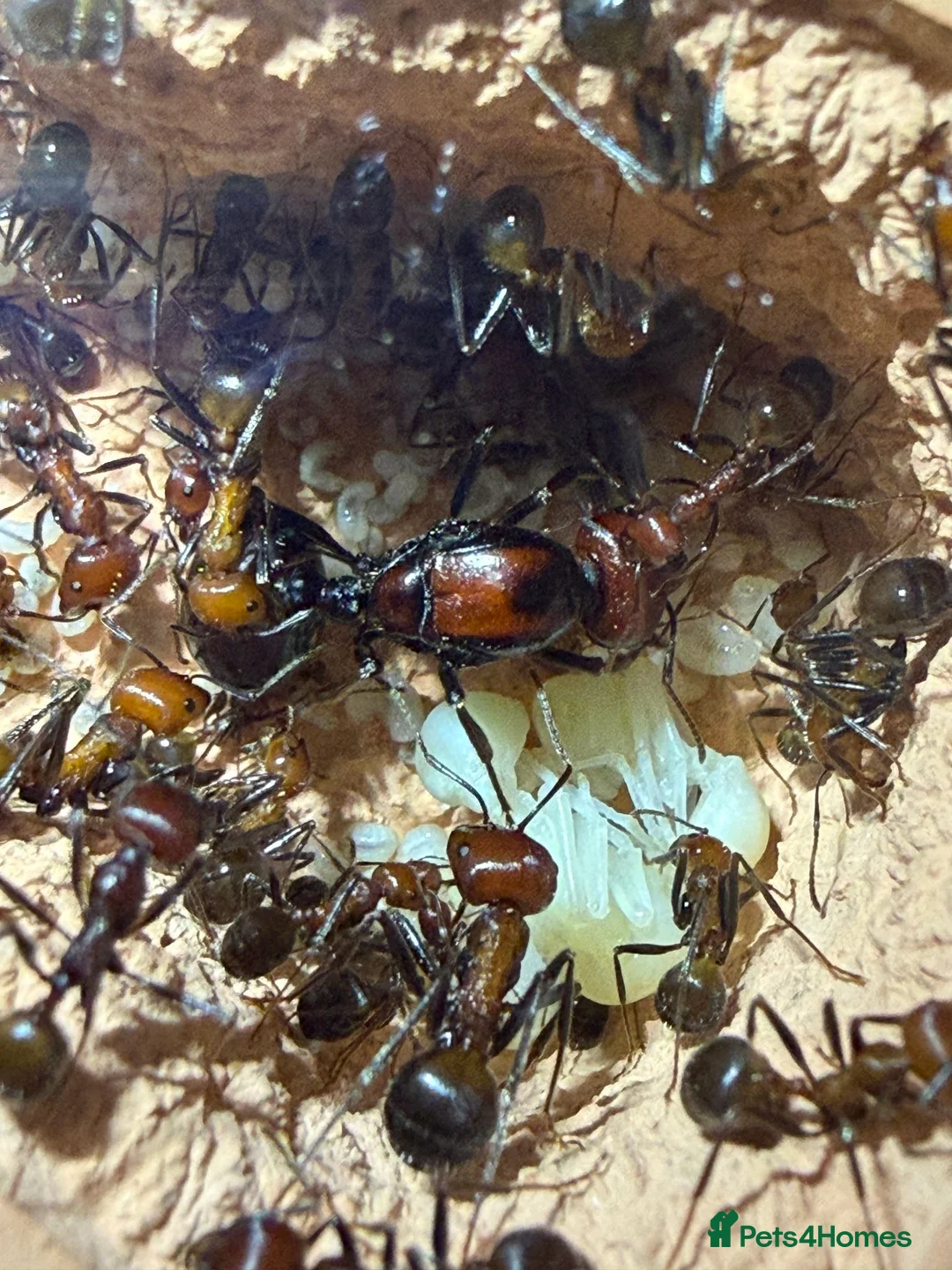 Tarantulas invertebrates for sale: Messor cephalotes (Giant African Harvester Ant) - Advert 2