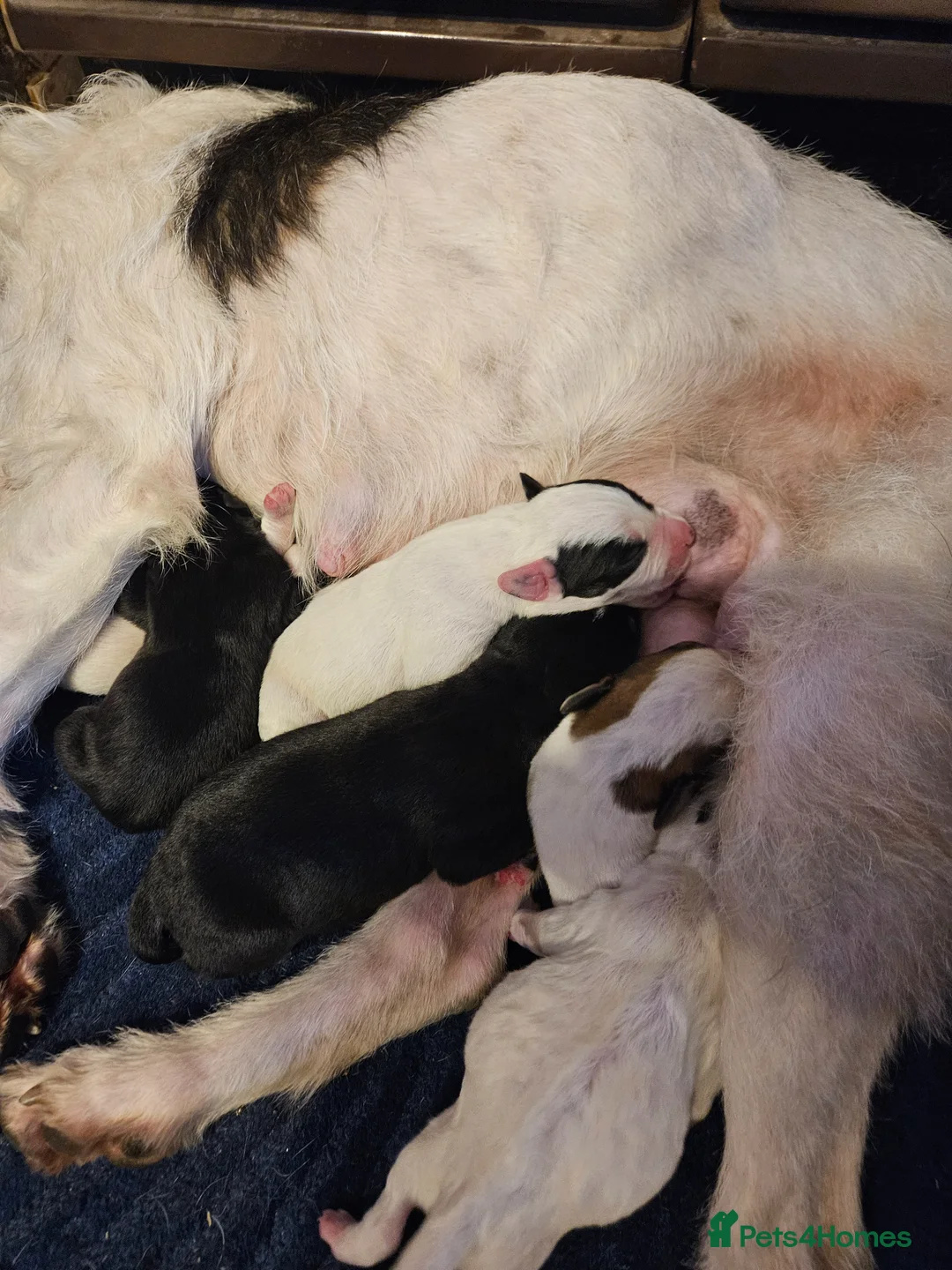 Mixed Breed dogs for sale: Cocker cross lurcher pups - Advert 8