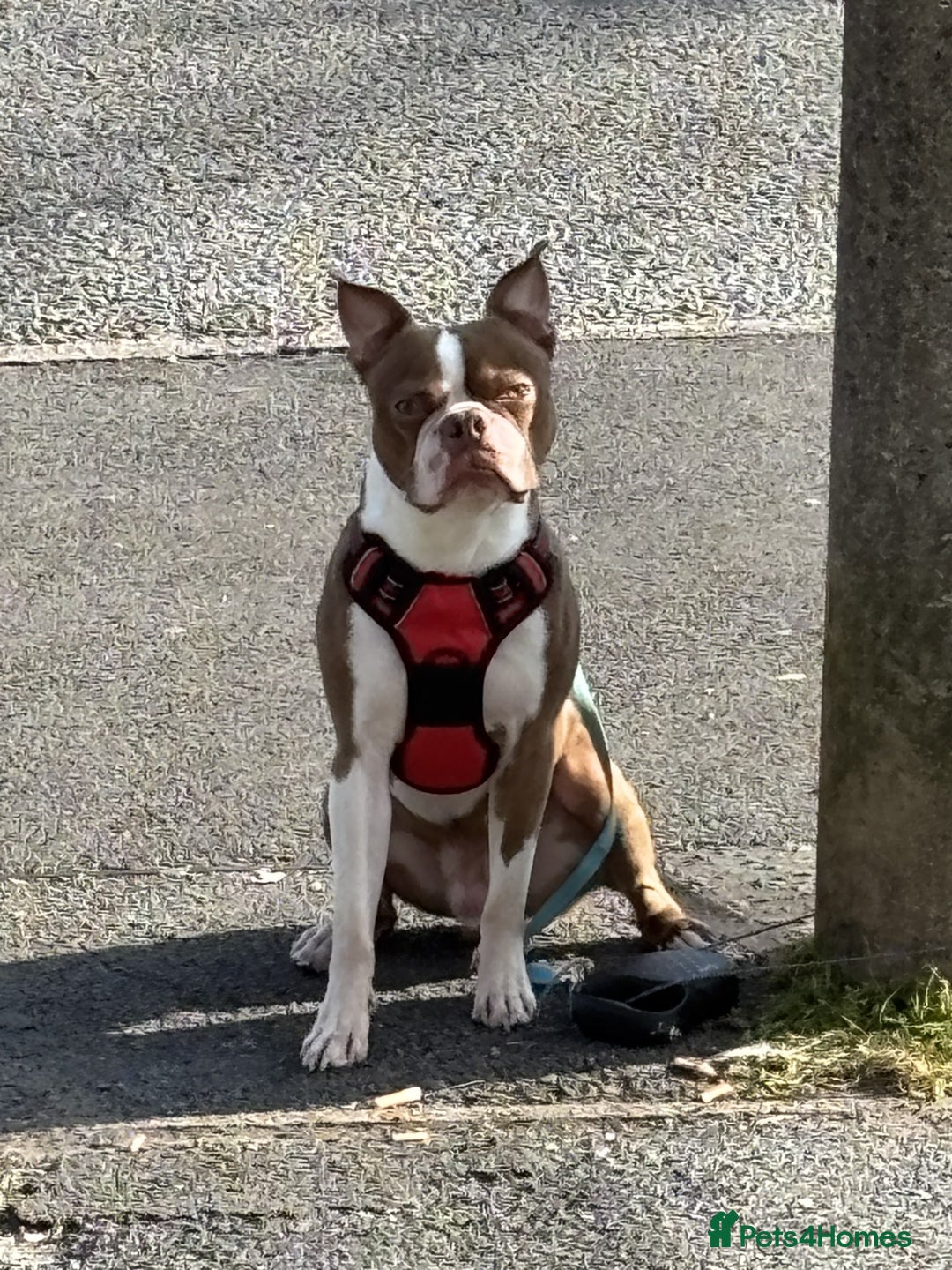 Boston Terrier dogs for stud: Gizmo - Advert 2