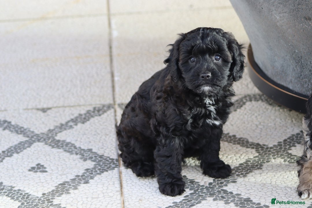 Cavapoo dogs for sale: F1 Cavapoo puppies for sale - Image 20