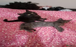 British Shorthair cats for sale: 3 lovely kittens 2 girls 1 boy - Advert 4