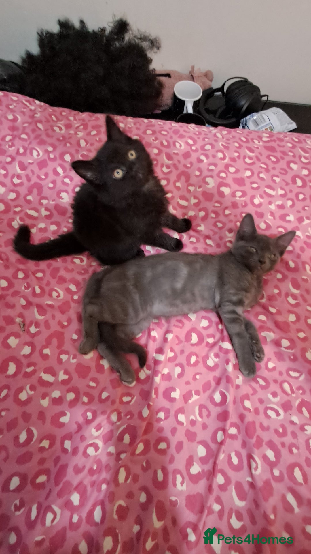 British Shorthair cats for sale: 3 lovely kittens 2 girls 1 boy - Advert 4