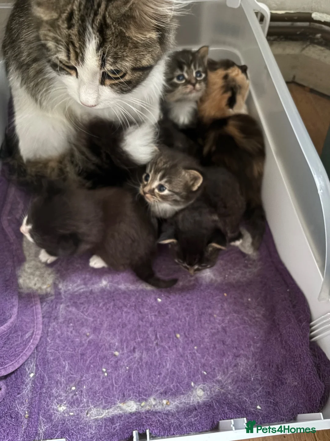 Mixed Breed cats for sale: Kittens for sale  in Birmingham - Advert 1