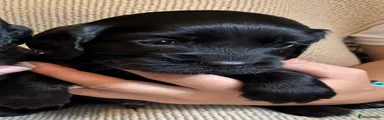 Cocker Spaniel black boy