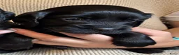 Cocker Spaniel dogs for sale: Gorgeous Cocker Spaniel puppies - Advert 3