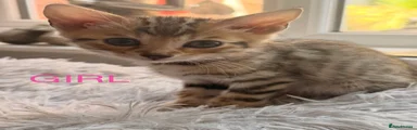 Mixed Breed Kitten 5