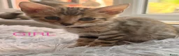 Mixed Breed cats for sale: Stunning Bengal Cross Ragdoll Kittens in Wickford - Advert 6