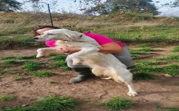 English Setter dogs for adoption: Dana  - Advert 4