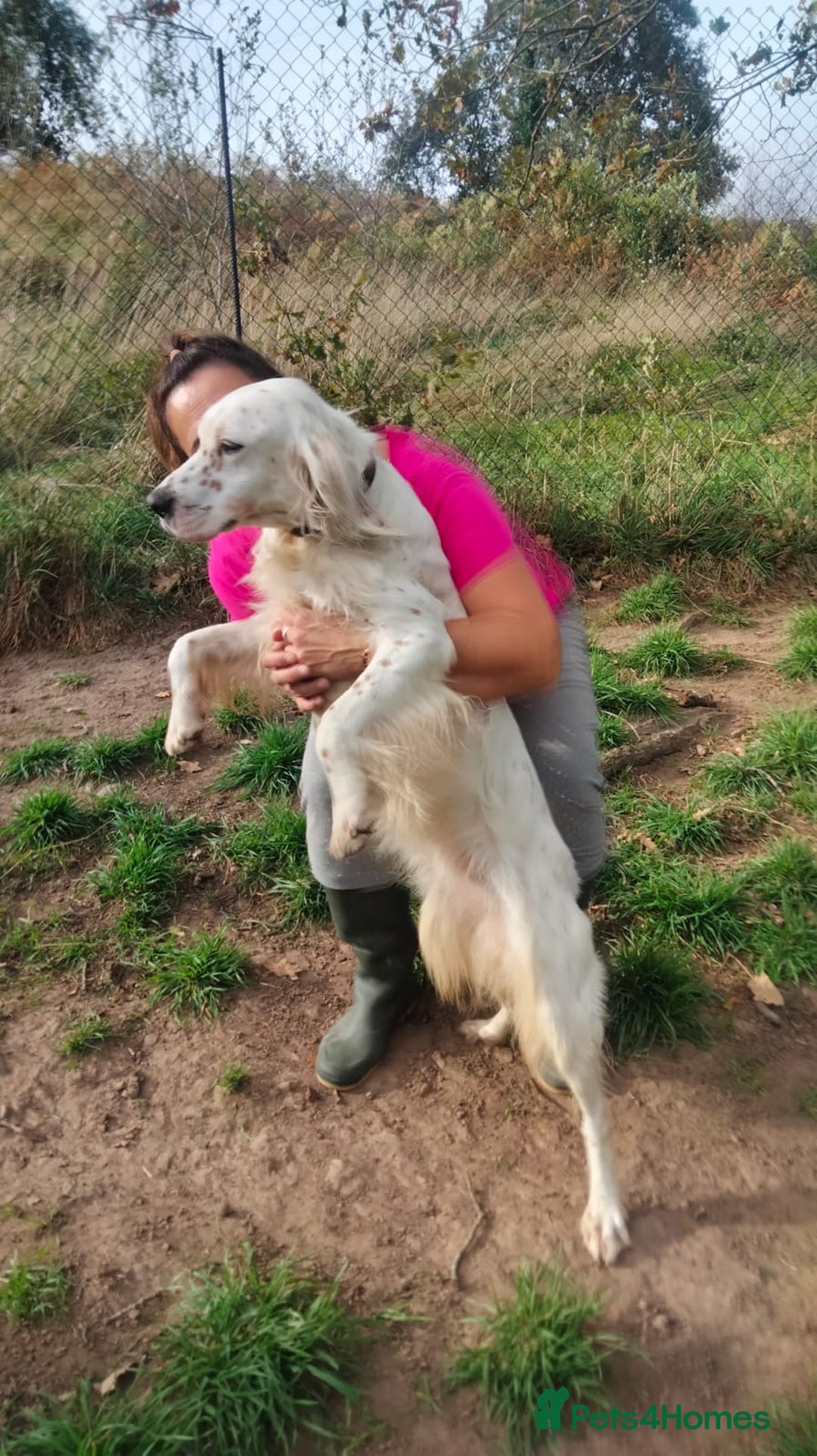 English Setter dogs for adoption: Dana  - Advert 4